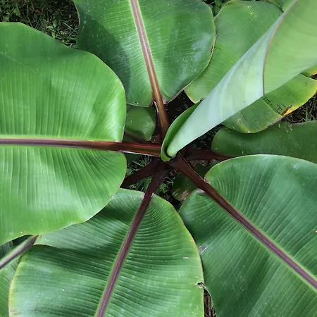 La Plantacion _agroturismo בית נופש *