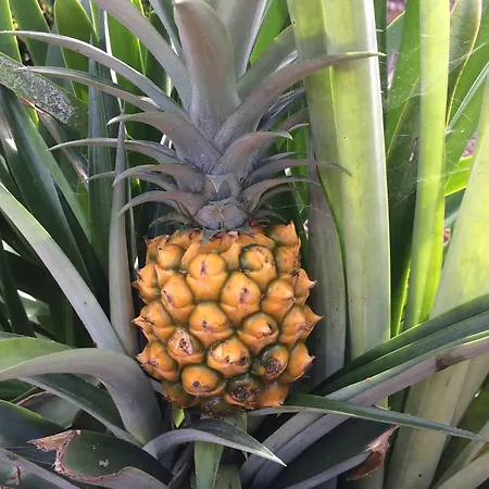 La Plantacion _agroturismo Vakantiehuis *