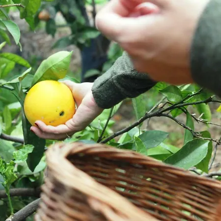 La Plantacion _agroturismo * לה אורוטבה