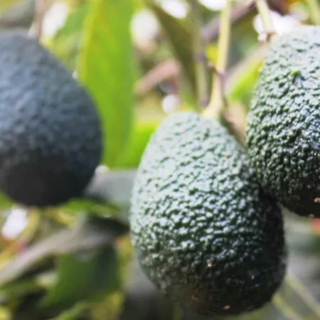 La Plantacion _agroturismo