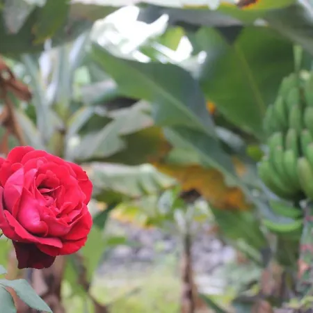 בית נופש La Plantacion _agroturismo *